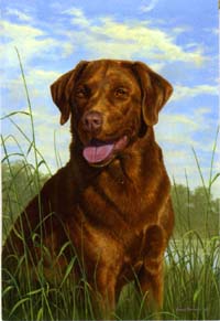 View Chocolate Lab Silk Reflections Flag 29"x43" - 131008EG