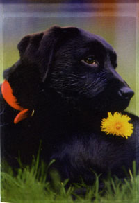 View Black Lab Impressions Flag 28"x40" - 25477