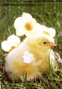 Beautiful Chick Impressions Flag 28"x40"