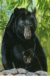 View Black Bear Flag 28"x40" - 9537CD