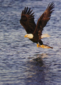 View Eagle Flag 28"x40" - 9632CD