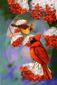 View Cardinal Snow Berries Flag 28"x40 - 9726CD
